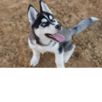 huskies for life for real