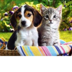 pupp