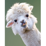 LLAMA FOR EVER