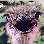 Ostoge Ostriches