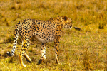 ~Cheetah Clan~