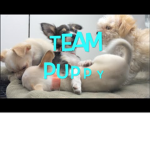 Team puppy!