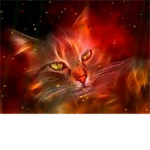 fire kitten