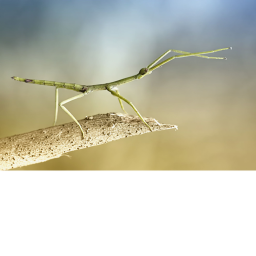 Mantis training camp [BETA]