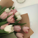 Tulips Studios
