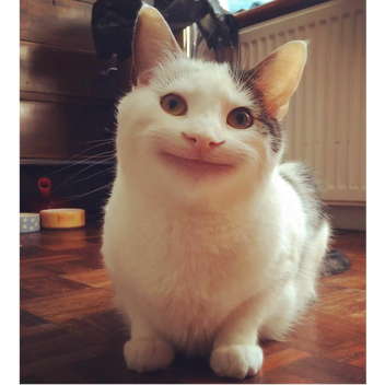The Very Scary Cat Game🐈