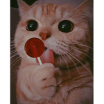 Cat Cat Kittie Cat Cat