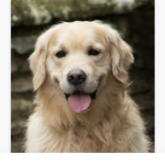 Animal luver