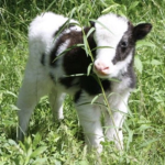 Cowy's group