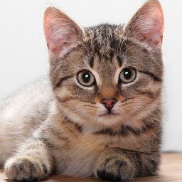 The Cat Obby