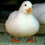The Ducc