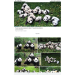the pandas givaways