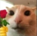 rose cat sanctuary
