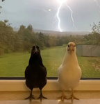 CJDARK