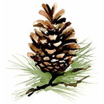 pineconeplayer fan club