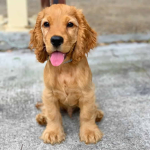 Golden retriver fans only