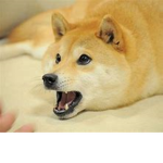 DOGE ORİJNAL GRUP