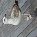 Caca de mouette