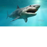 jaws minnows