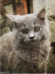 Grey_Turkish_Angora_Cat