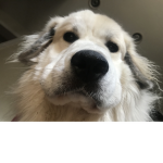 Cheiwie