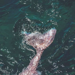 ⊹ ✧ ˚ 🌊