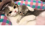 We are Cats!