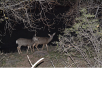 Wild life Fun and happy