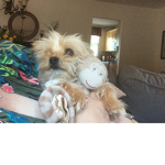 Pug_Dude5486's Official Fan Group
