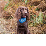 My Dog's Official Group
