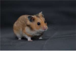 Preparing for a new hamster!:)