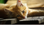 cool_ cats group