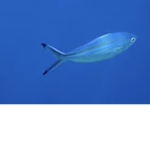 The angered fish family