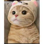 Cute kittens and cats (join if you like cats)