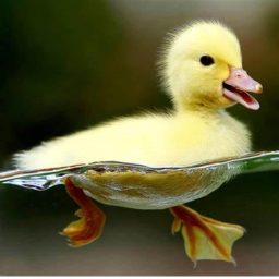 Duck Hangout!