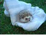 sonic da beast