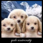 yale university graduates