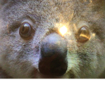 Koala gamers pros
