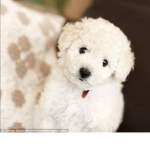 #Doggy Club