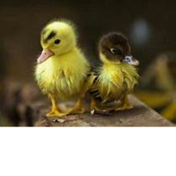 Duck meeting room