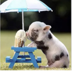 Claire’s Pig Pen