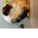 cobbler the Roblox loving guinea pig