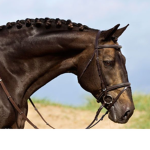 |• equestrians •|