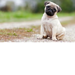 The pugs are awesome and amazing and great better