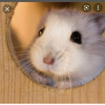 Hamster hi
