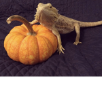 The Awesome Beardies!