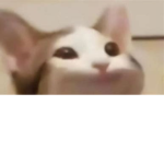 Cats United!!! >:)