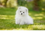Aesthetic puppy garden