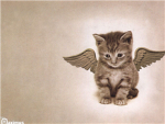 cat luvers!!!!!!!!!!!!