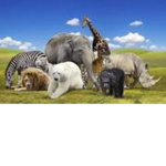🐱Animal club (role playing)😻